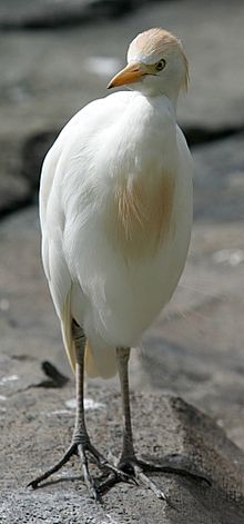 220px-cattle_egret