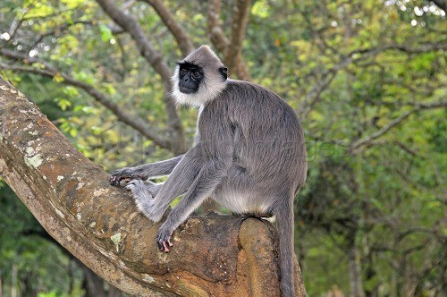 Northern Plains Gray Langur, Semnopithecus entellus, Sri Lanka, Asia