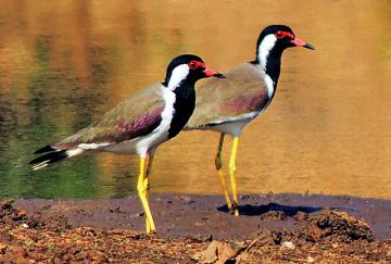 red-wattled-lapwings-vanellus-indicus-photograph-by-shantanu-kuveskar-w-360