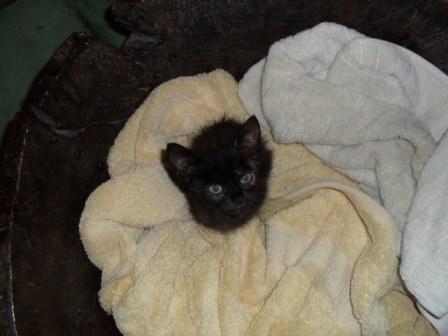 A new furry friend.. (Granada.)