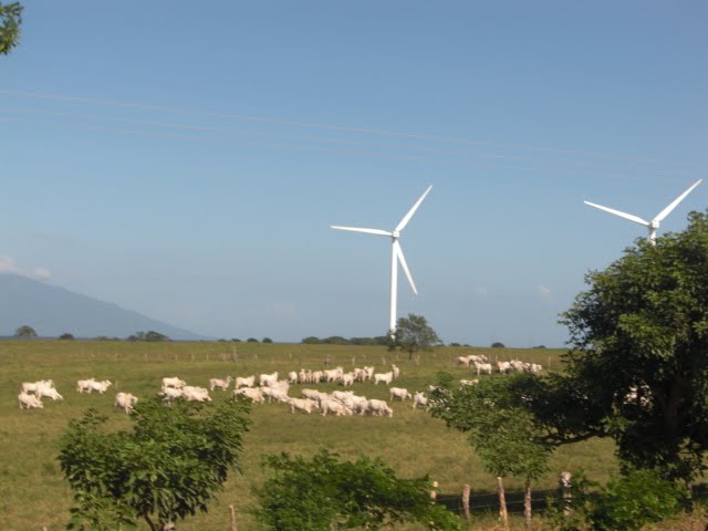 Tree of Life Nicaragua – a vision in the making