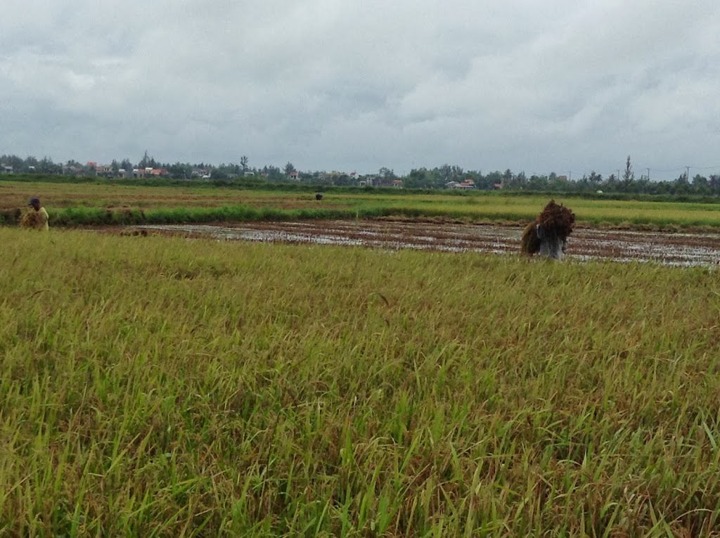 Experiencing the cycles of rice harvest in Central Viet Nam.