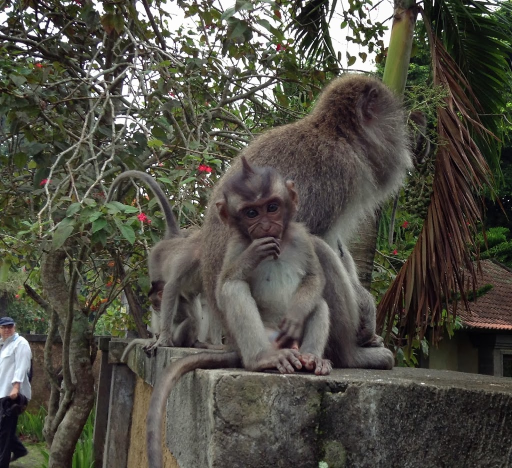 A most surprising find: Bali’s Long Tailed Gray Macaque ~ Bali , Indonesia