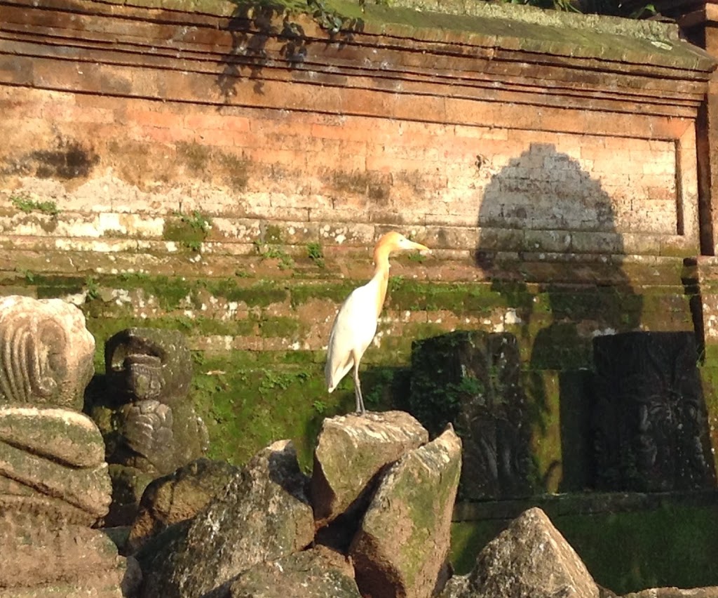 Petulu, Bali, Indonesia ~ village of the sacred herons (and returning souls)