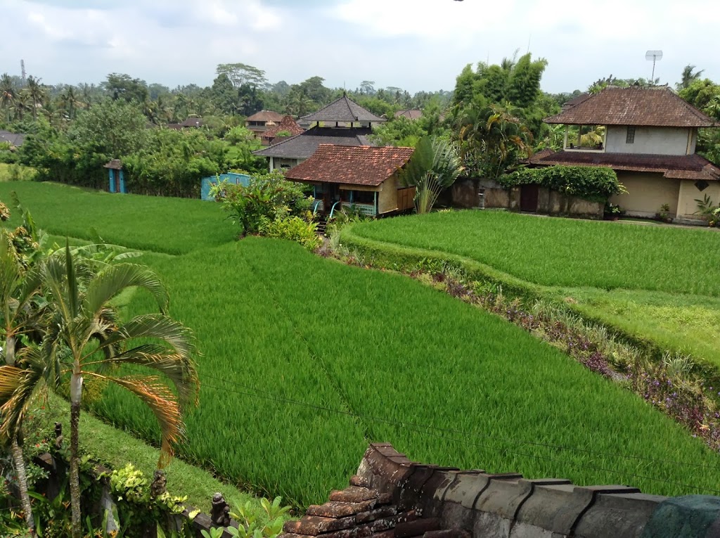 A jewel in the rice paddy ~ Ubud, Bali, Indonesia