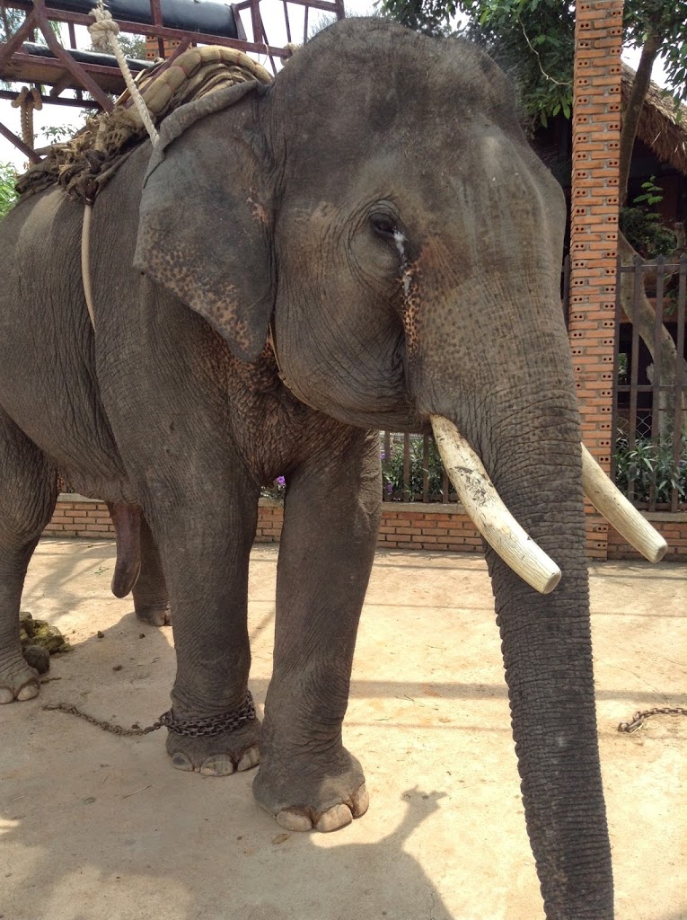 I made a promise to an elephant… Central Viet Nam